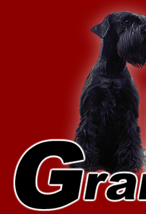 standard schnauzer black