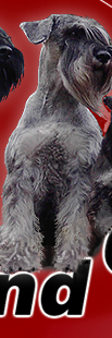 standard schnauzer pepper&salt
