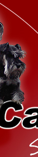 miniature schnauzer black&silver