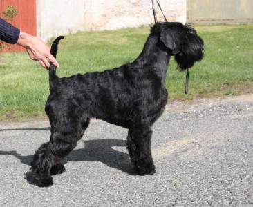 YULIA BLACK Grand Calvera
